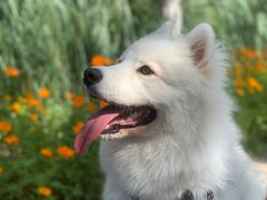 -翊宠yipet猫狗购宠庄园犬舍•猫舍