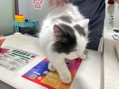 -伟伟宠物医院·瑞派猫友好医院·猫科(光谷店)