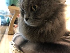 -飞行喵MR PILOT|猫舍·猫咖(静安大融城店)