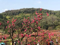 -南国桃园旅游度假区