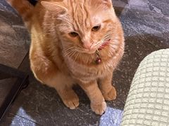 -囿面传统制面馆(中央路店)