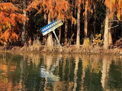 -上海海湾国家森林公园