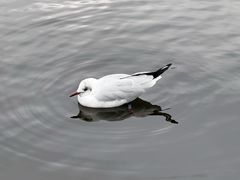 -海德公园