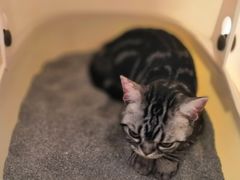 -猫大福·Fortune Cat猫舍(百子湾店)