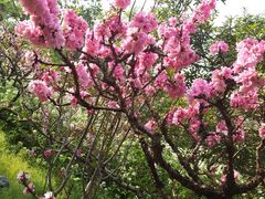 -南汇桃花村