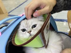 -瑞派名望24h动物医院异宠专科·猫专科·骨科·重症监护分院
