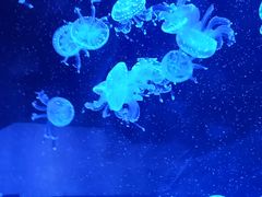 -海合安青岛极地海洋公园
