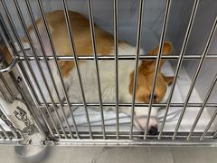 -北京派仕佳德动物医院·超导核磁·CT·神经科·骨科·内外科·急重症管理中心