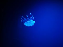 -芜湖新华联大白鲸海洋公园