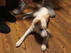 -柴务处·柴犬主题狗咖