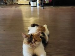-猫岛主趣味餐厅(鼓浪屿店)
