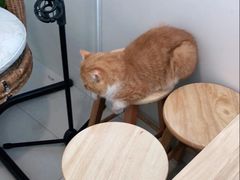 -平行世界·猫咖(首经贸店)