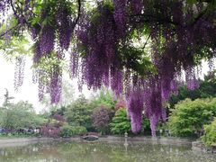 -嘉定紫藤园