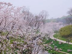 -羊山湖公园