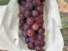 -马陆小张葡萄园农家乐