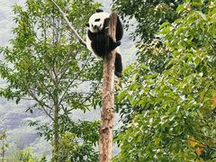 -卧龙中华大熊猫苑神树坪基地