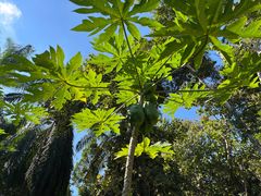 -中国科学院西双版纳热带植物园
