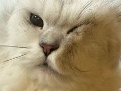 -瑞派康怡24h宠物医院·犬猫医疗中心·微创绝育(瑞景分院)