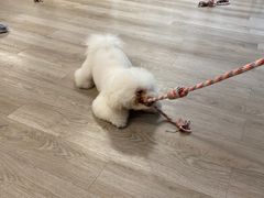 -柴迷FANS CLUB·柴犬狗咖·猫咖