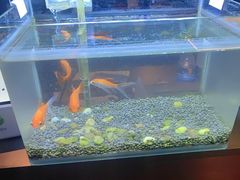 -华夏良子·足道SPA艾灸(王府井店)