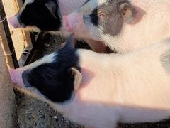 -田园东方蜜桃村的田野营地