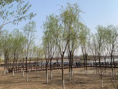 -西青郊野公园