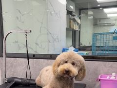 -瑞派紫金宠物医院24小时·骨科·中兽医·重症转诊中心(番禺大石院)