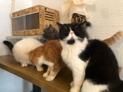 -平行世界·猫咖(首经贸店)