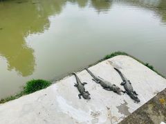 -中国扬子鳄村