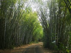 -海南热带野生动植物园