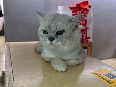-more than meow吴止猫主题餐厅(承德 中船汇店)