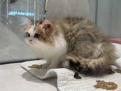 -babydoll猫舍·米努特·德文·缅因(久光中心店)