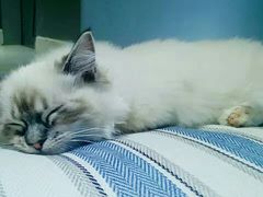 -喵的天空名猫咖啡馆·撸猫·猫舍·用品