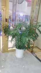 -CICI纤美·科技减肥美容