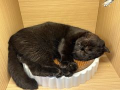 -喵园·猫主题咖啡厅·撸猫·猫咖(国贸店)