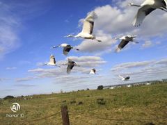 -盐城丹顶鹤湿地生态旅游区
