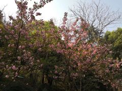 -武汉大学-樱园