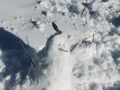 -太子岭滑雪场