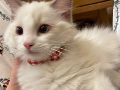 -lincat·猫舍(广州店)