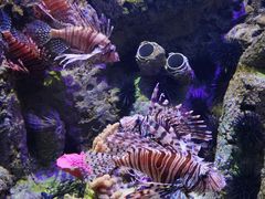 -太平洋海底世界