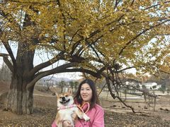 -千年银杏谷文化旅游区