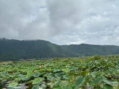 -腾冲北海湿地
