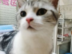-十年猫舍·猫咪专门店(普陀店)