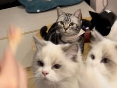 -猫咪派对(江南西店)