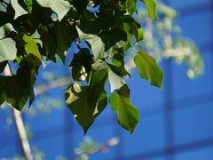 -黑河国家森林公园