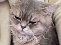 -Let's go狗咖·猫咖·奶狗·桌游(春熙路IFS店)