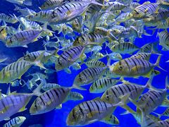 -成都浩海立方海洋公园