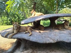 -北京野生动物园