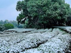 -西湖风景区十里琅珰-五云山