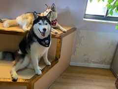 -Husky Go! 哈士奇体验馆·宠物咖啡厅狗咖